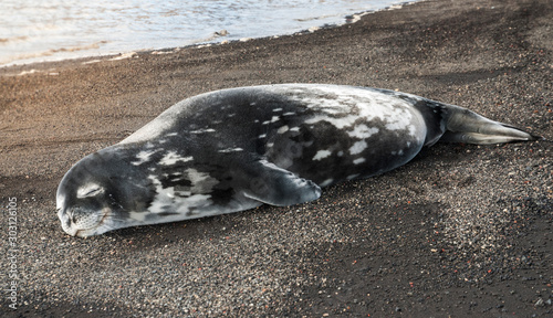 фотографія Weddell seal resting on an antartica beach,Antartic Peninsula