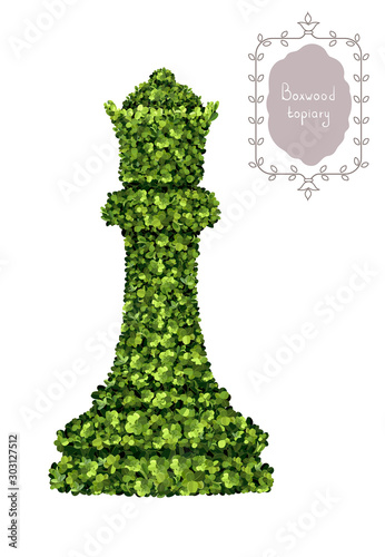 Queen, chess piece of boxwood topiary, garden plant, vector background. English boxwood, evergreen dwarf shrubs. Shrub for landscape.