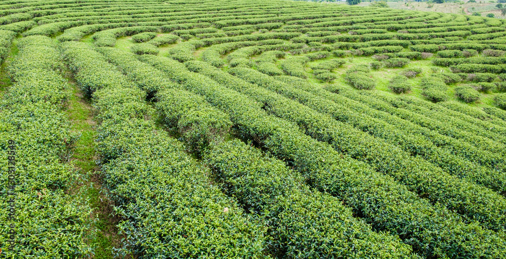 Field of green tea in fram Field of green tea in fram