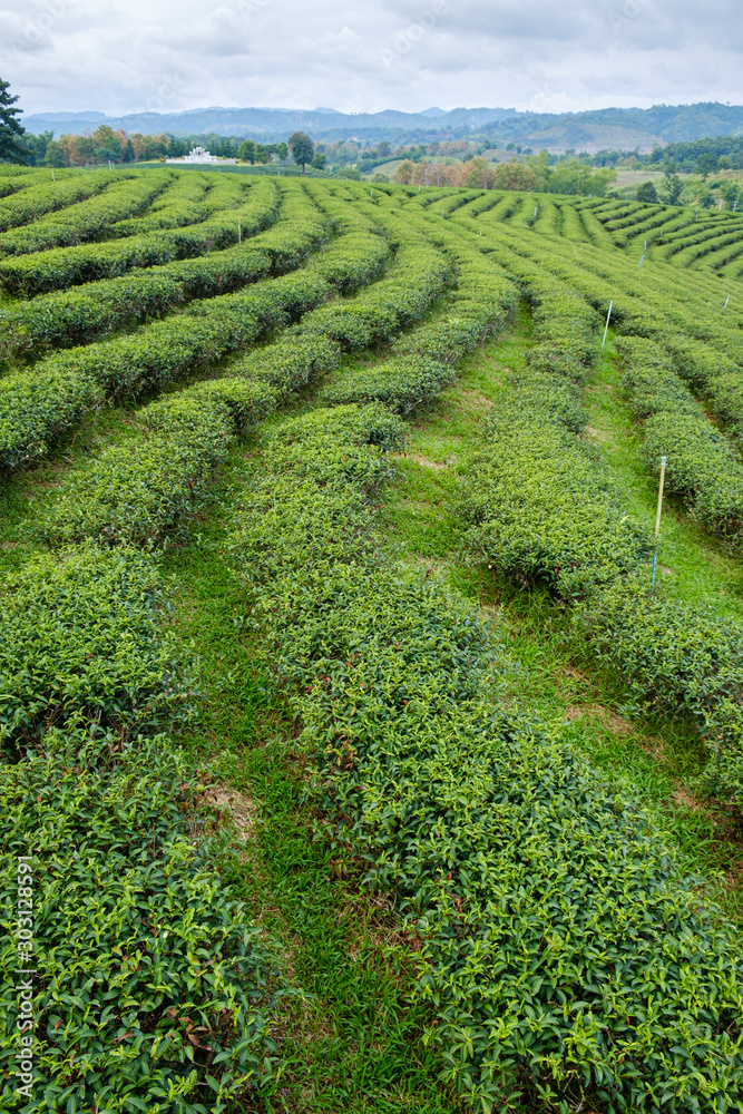 Field of green tea in  fram