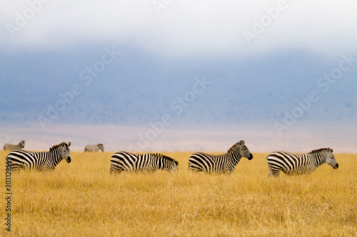 Zebras on Ngorongoro Conservation Area crater  Tanzania