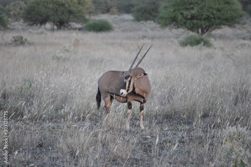 Oryx In Kenya