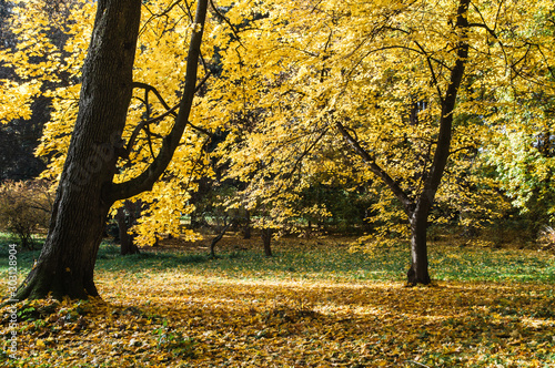 Autumn trees in Lazienki Park