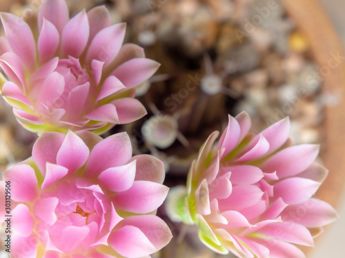 Group of Gymnocalycium Cactus flower,close-up Pink delicate petal flower