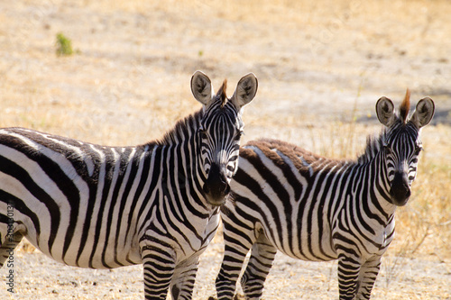 Zebras close up  Tarangire National Park  Tanzania