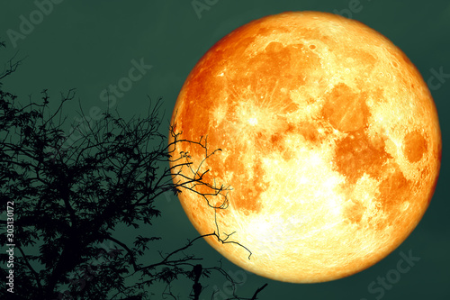full oak blood moon back on branch tree in the night sky