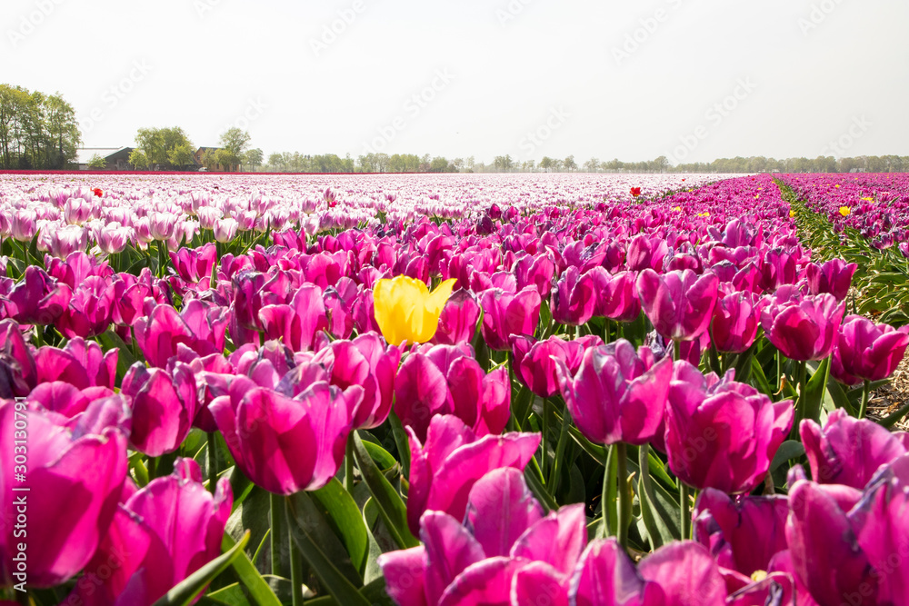 Tulips in the Netherlands