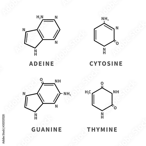 Set of chemical structures of Adeine, Cytosine, Guanine and Thymine, four main nucleobases, simple icons