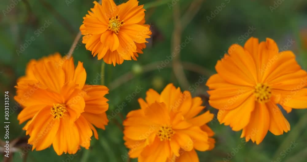 yellow cosmos flowers, yellow flowers blown by the wind, natural background yellow cosmos flowers, yellow flowers blown by the wind, natural background