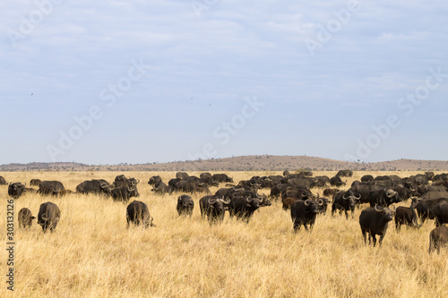 Cape buffalo from Serengeti National Park, Tanzania, Africa