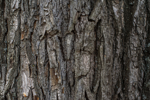 Fototapeta Naklejka Na Ścianę i Meble -  Bark of old autumn trees. Texture. Background.