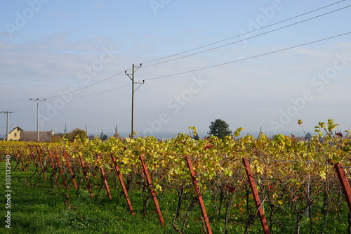 Sonniger Weinberg mit Strommasten und kleiner Siedlung