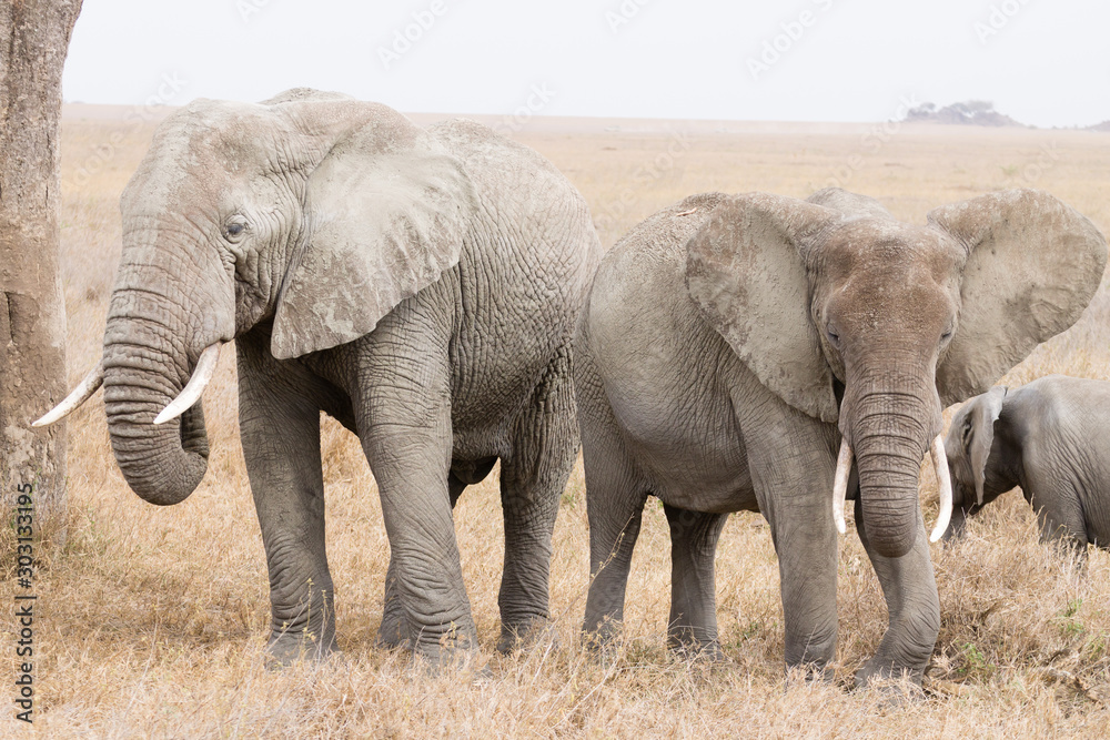 Herd of elephants from Serengeti National Park, Tanzania, Africa