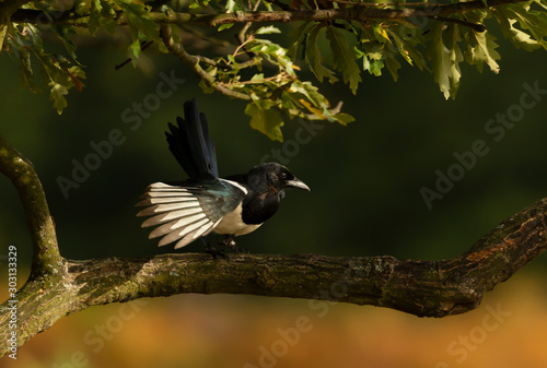 Close up of an Eurasian Magpie perched in a tree © giedriius