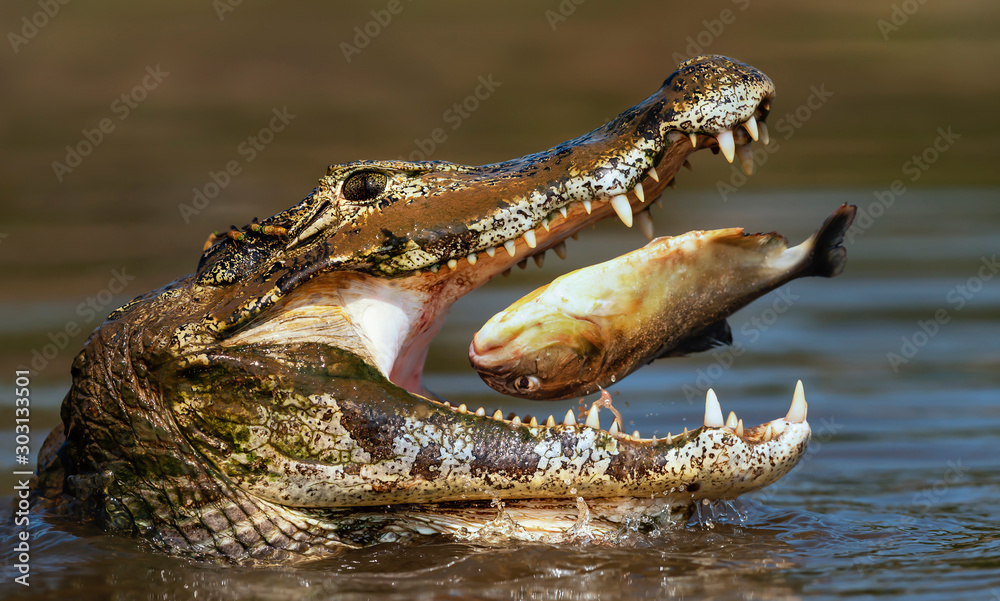 Fototapeta premium Close up of a Yacare caiman eating piranha