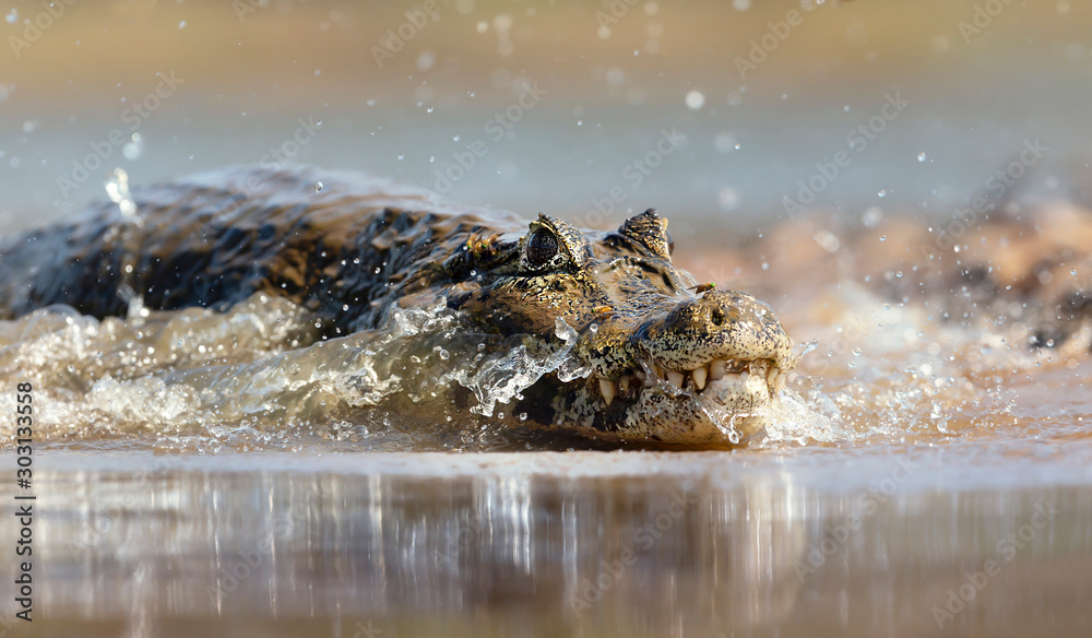 Close up of a Yacare caiman in splashing water - obrazy, fototapety, plakaty 