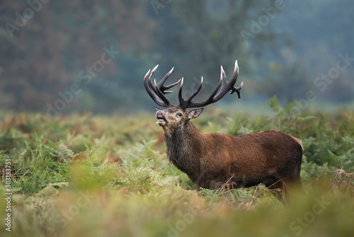 Red deer stag calling during rutting season in autumn © giedriius