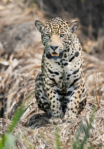 Close up of a Jaguar sitting on a fallen tree