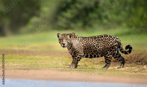 Close up of a Jaguar walking near river