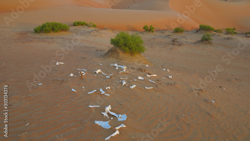 Bones of the wild animal on the sand surface in the desert