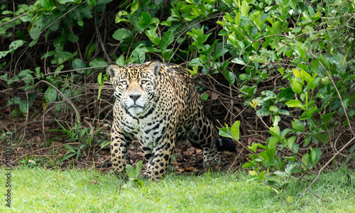 Close up of a Jaguar Pantanal  Brazil