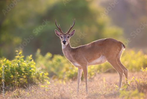 Fototapeta Naklejka Na Ścianę i Meble -  Close up of a Pampas deer at sunset