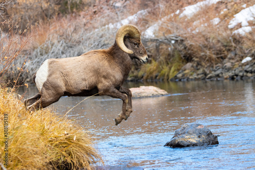 Bighorn Sheep in Waterton Canyon by the South Platte River