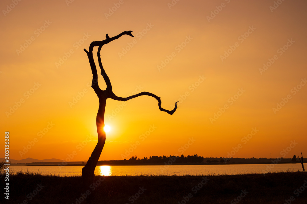 The silhouette of dry tree at sunset,Landscape with a lone tree