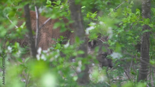 slow motion cougar is among the bushes and licks