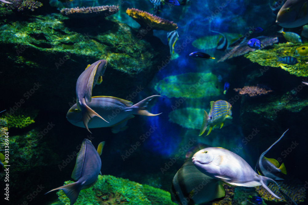 Fototapeta premium Colorful coral reef and sea fish underwater