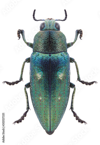 Beetle Chalcophorella stigmatica on a white background photo