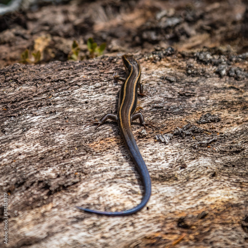 Close up top view of a lizard with a dark blue tail and yellow stripes on an old log in the forest