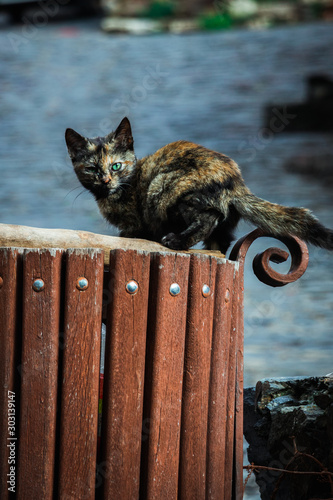 Gato callejeros en una antigua calle photo