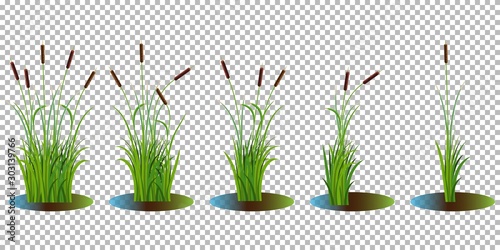 Vector set of reed stalk bushes in swamp water isolated on transparent background