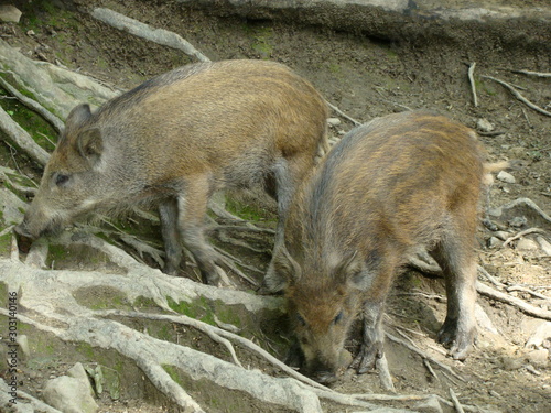 Small boars