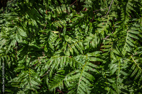 Bright green fresh fern leaves with sharp edges