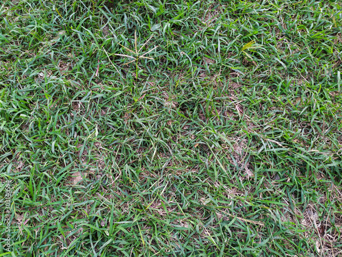 Paspalum Grass, Close up of green grass seed background