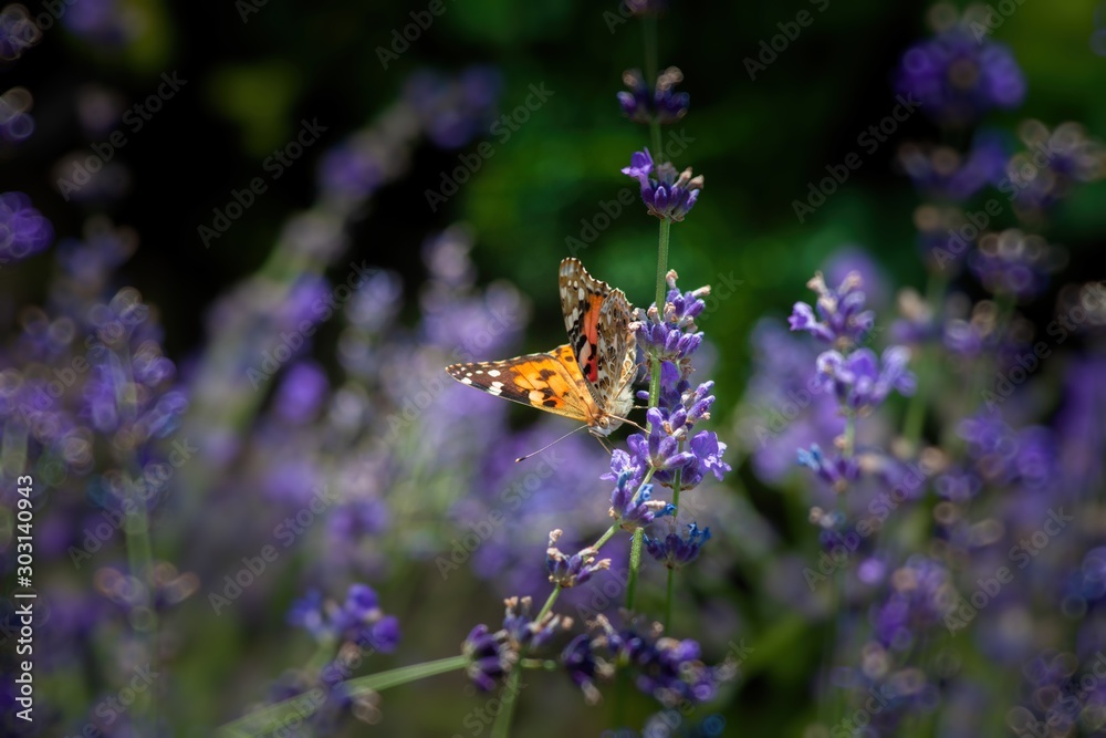 Vanessa cardui butterfly color summer flowers nature macro photography Vanessa cardui butterfly color summer flowers nature macro photography