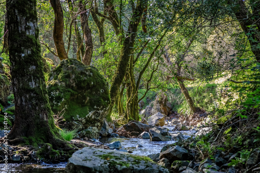 Fototapeta premium Big trees and rocks along the edge of a peaceful creek