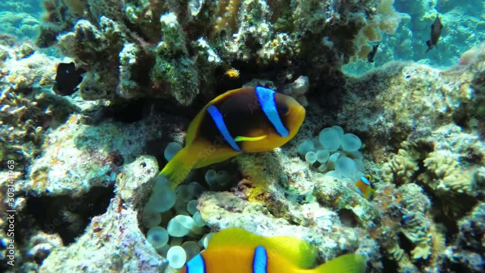 Clown fish on coral reef, Close Up View, slow motion, UHD Clown fish on coral reef, Close Up View, slow motion, UHD