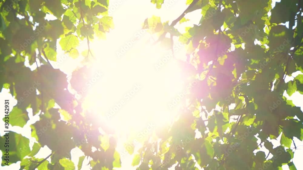Soft sunset sunlight bursting through green leaves of old tree. Real time full hd video footage.