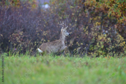 Roe deer jumping on a meadow in the background colorful autumn trees