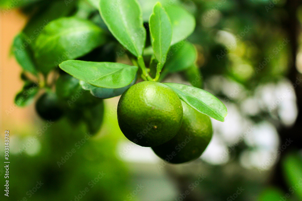 green olives on the tree