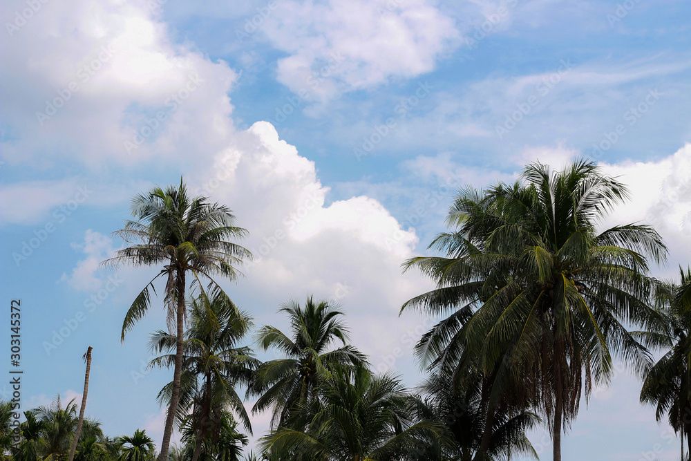 Obraz premium Coconut palm trees, beautiful tropical background