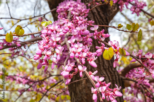 Bagryannik, Cercis canadian or Judas tree photo