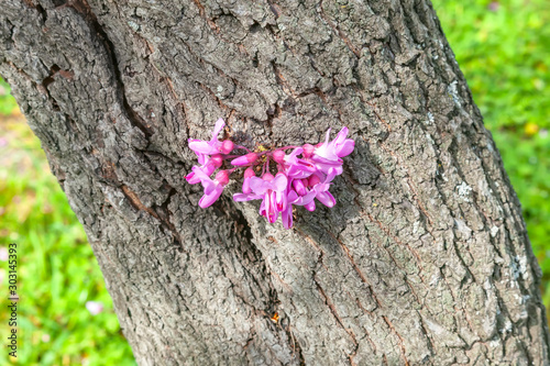 Bagryannik, Cercis canadian or Judas tree photo