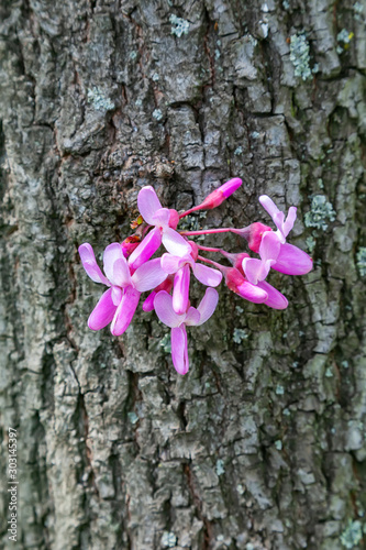 Bagryannik, Cercis canadian or Judas tree photo