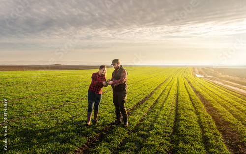 Young farmers examing  planted wheat photo