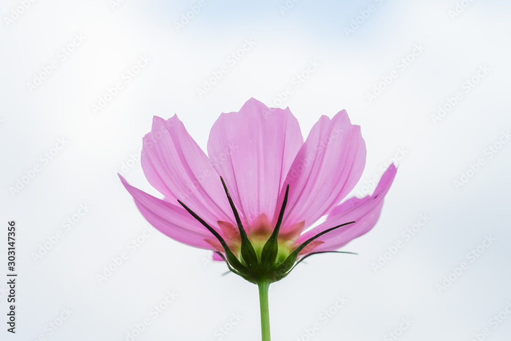 cosmos flower cosmos flower