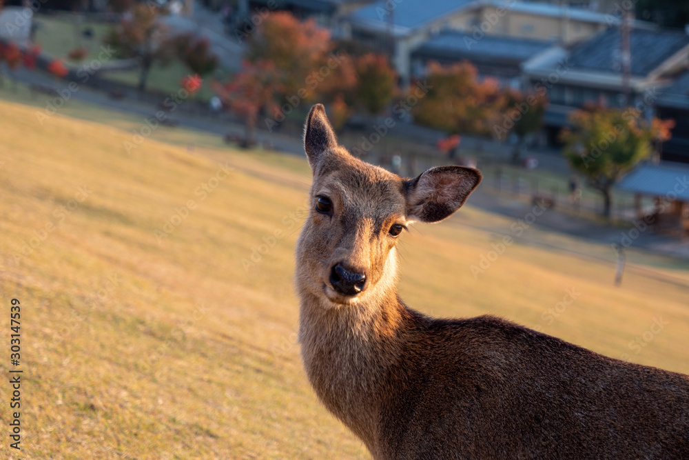Fototapeta premium シカ 奈良 夕焼け 秋